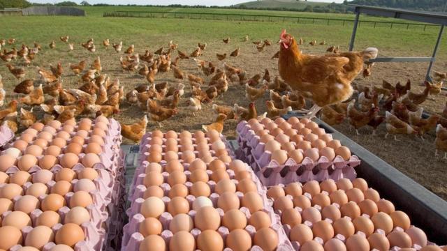 养鸡产业遍布众多国家。 (图片来源: Ernie Janes/naturepl.com)