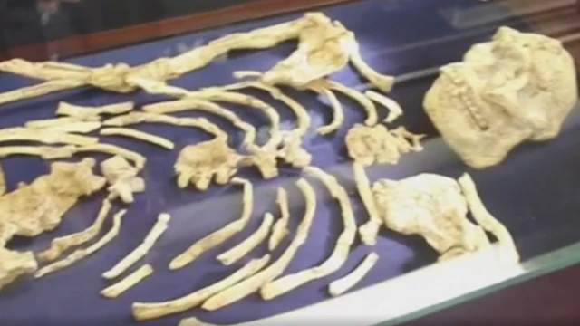 सांगाडा