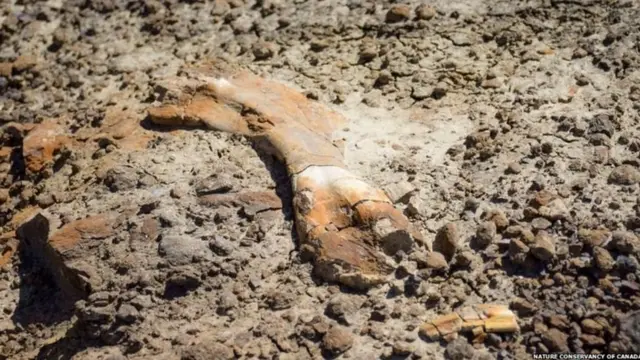 எலும்புக் கூடு