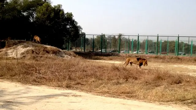 Intare ziri mu Ruhongora kama bita Lahore Safari