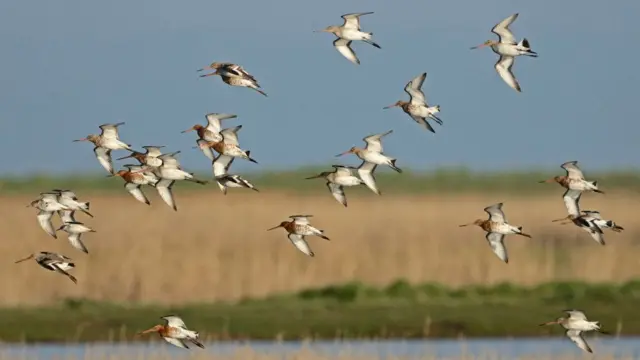 Грицик великий