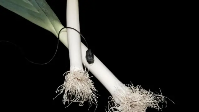 أول أوركسترا في العالم بآلات مصنوعة من الخضروات!