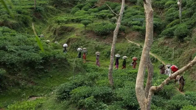 বাগান থেকে চা তুলে কারখানার দিকে যাচ্ছেন চা শ্রমিকরা।