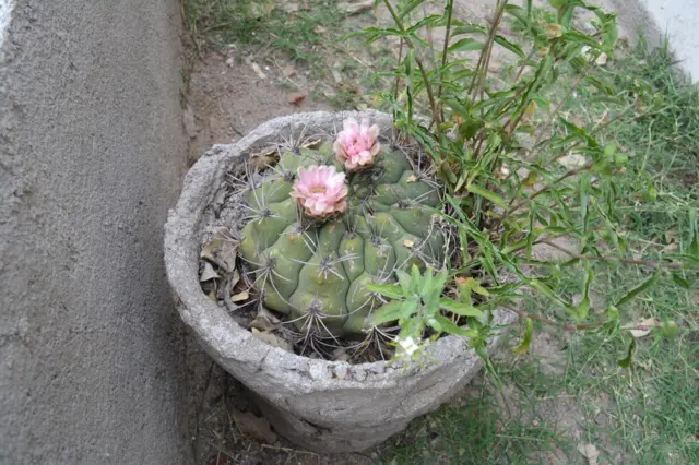 Cactus con flores en una maceta