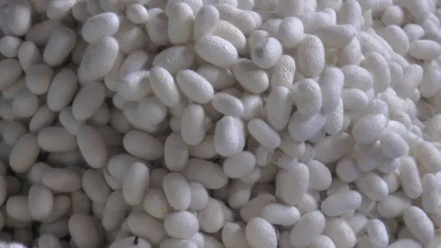 રેશમની તસવીર