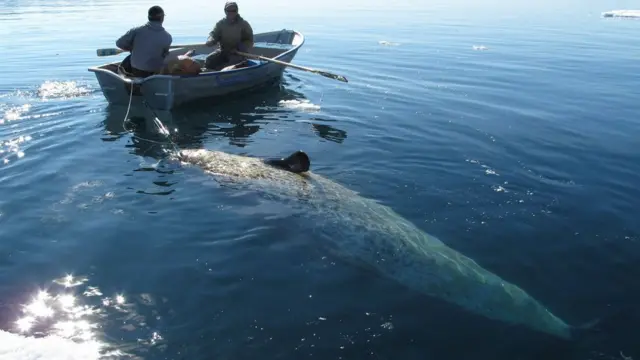 นาร์วาล