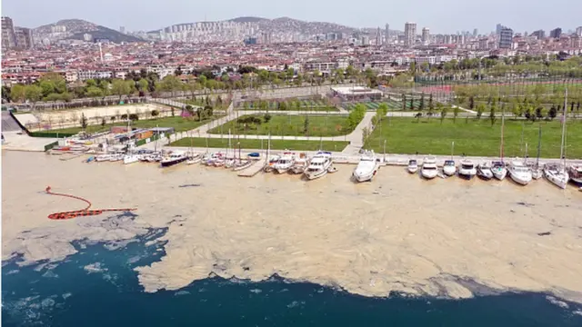 Там, де "морські шмарклі" не можна ловити рибу чи плавати