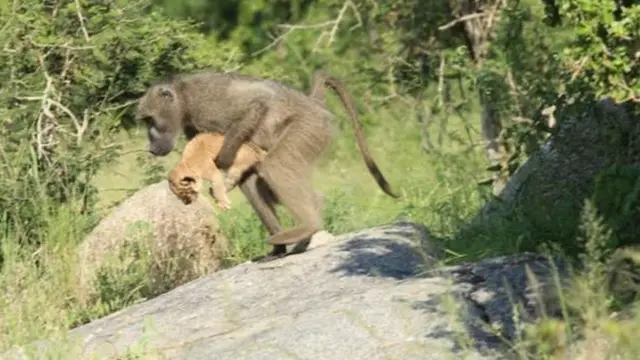 Nyani akimbeba mwana wa simba katika mbuga ya Kruger Afrika kusini
