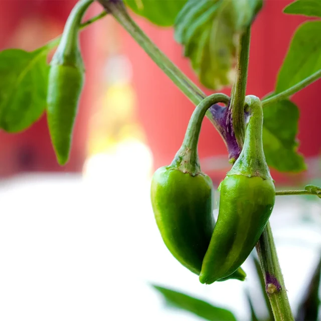 Fish pepper ditanam oleh budak Afrika-Amerika pada abad ke-19.