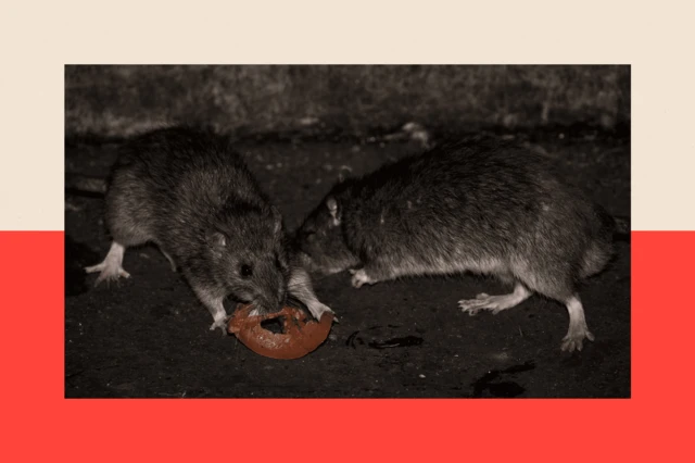 Dos ratas comen una rodaja de tomate