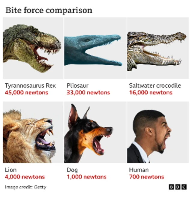 แผนภาพเปรียบเทียบแรงกัดของสัตว์ชนิดต่าง ๆ โดยแรงกัดมีหน่วยเป็นนิวตัน