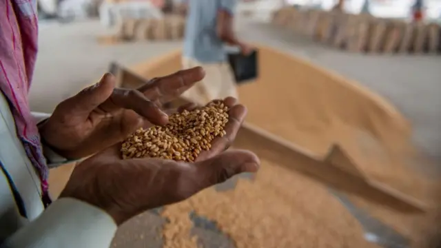 गहू, प्रातिनिधिक फोटो