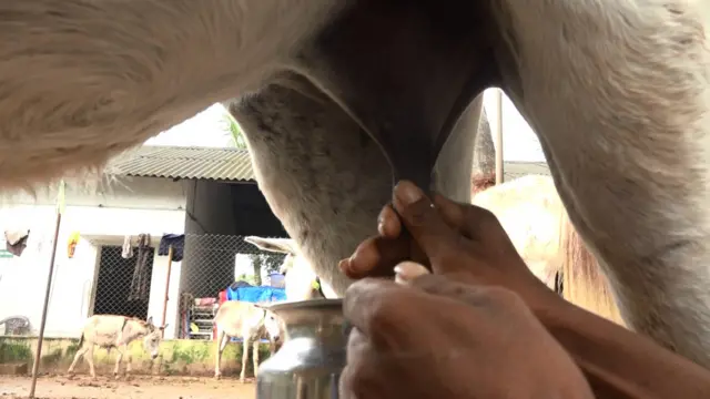 గాడిదలు