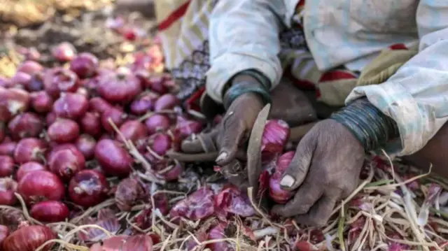 कांदाप्रश्न दिंडोरी लोकसभा मतदारसंघात खूप गाजला