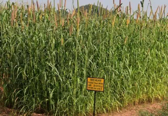 ગુજરાત ખેડૂત ખેતી પાણી ચોમાસું હવામાન બાજરા, બાજરા-1 બીબીસી ગુજરાતી ઇગફ્રી ઘાસચારો પશુ દૂધ ઉત્પાદન ડેરી ઉદ્યોગ પશુપાલકો બુન્દેલ