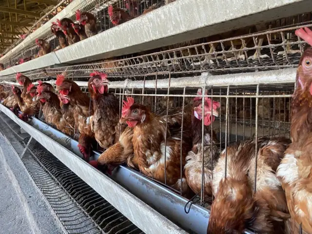 Ufugaji wa kuku umemkomboa kiuchumi