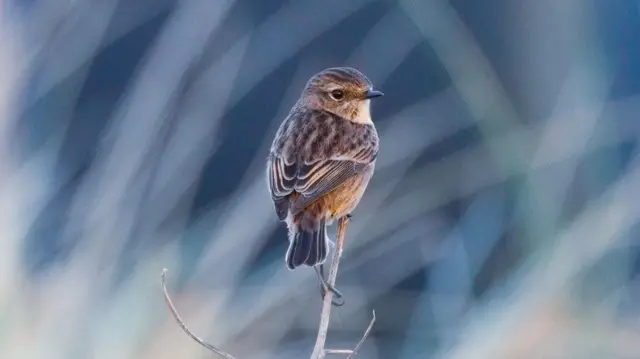 Un primer plano de un pequeño pájaro marrón posado en una rama delgada, con un fondo suave y borroso de pastos.