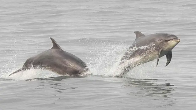 Dos delfines nariz de botella saltando desde el mar, uno con la nariz entrando en el agua, el otro está en medio del salto con solo su aleta caudal en el agua.