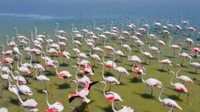 فلامینگوها در ایران