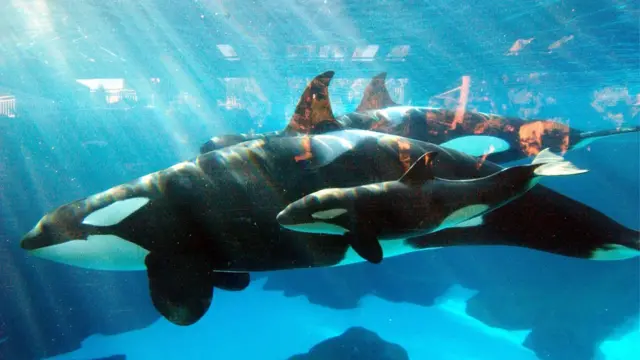 அமெரிக்காவின் கலிஃபோர்னியா மாகாணத்தில் உள்ள சாண்டியாகோ சீவேர்ல்ட் என்ற இடத்தில் 18 மாத கர்ப்ப காலத்துக்குப் பிறகு குட்டி கில்லர் திமிங்கிலத்தை 2004ல் பிரசவித்தது 28 வயது தாய் திமிங்கிலம். இதோ தாயும் சேயும் நீந்துகின்றன.