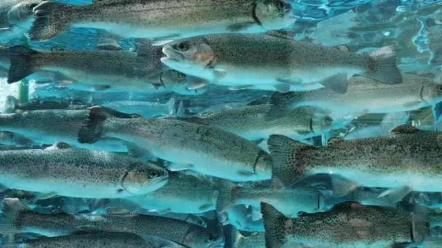 ikan trout pelangi