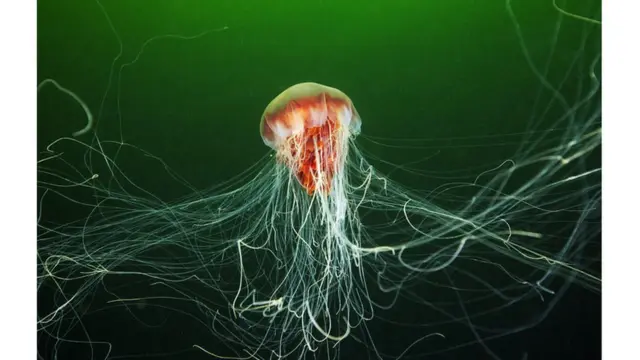 jellyfish　W. Tillmans W. ティルマンス Oldest adult jellyfish fossil ever found is over 500 million