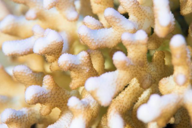 A close view of coral