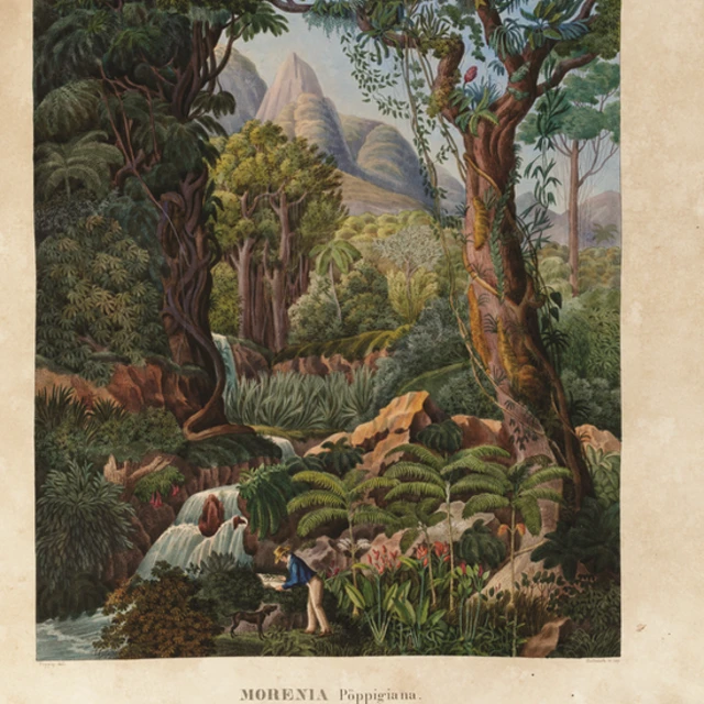 Desenho feito durante expedição no Brasil