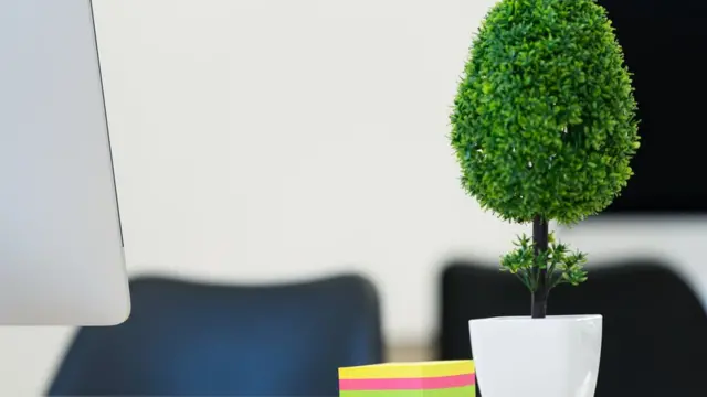 Рослина на столі