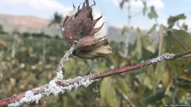 पाण्याअभावी कापसाला बुरशी आलीय, असं सोमनाथ कामटे सांगतात.