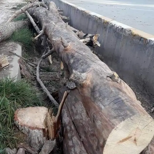 Forest Deptt Govt of Balochistan