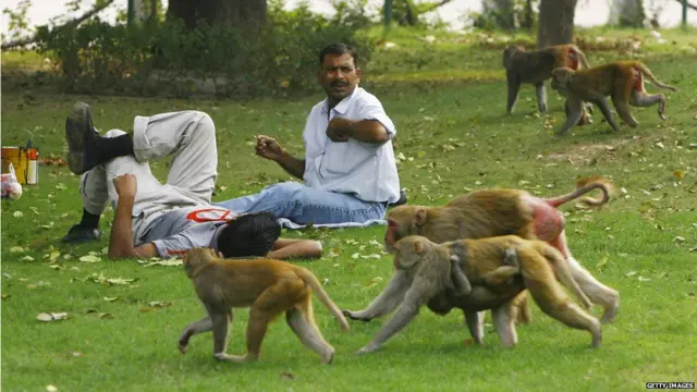 కోతుల సమస్య