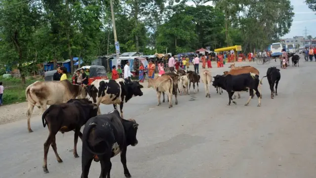 कैलालीमा छाडा बस्तुभाउ