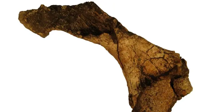 Кость черепахи вида Titanochelon