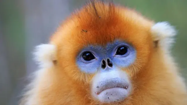 snubnosed monkey