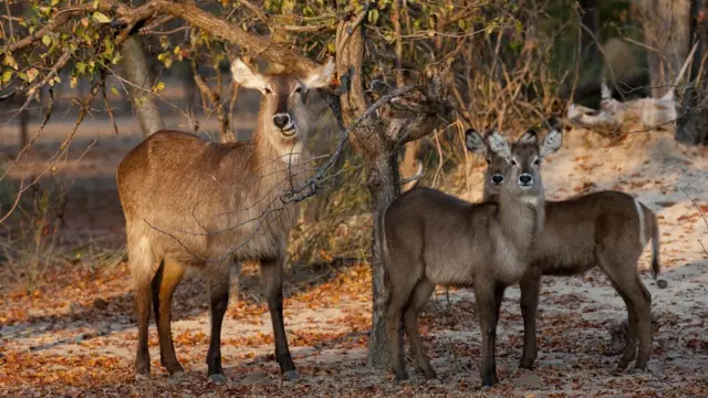 Waterbuck, salah satu penghuni Taman Nasional Liwonde yang kaya keragaman satwa.
