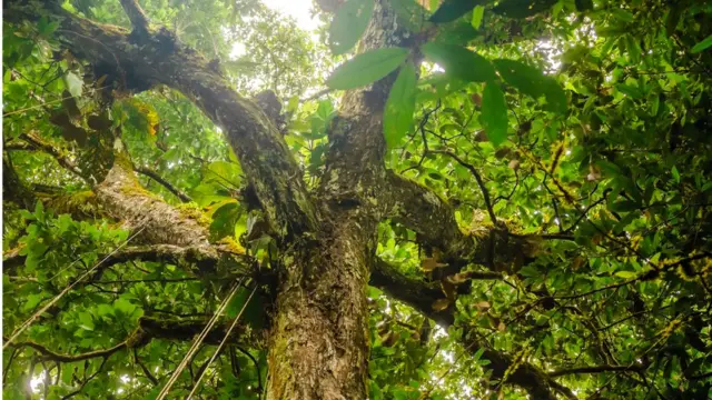 Imagem mostra copaapostas esportivas 1 realárvore na Amazônia