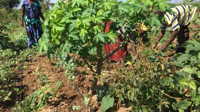 Iyo imboga zeze, izo mpunzi zivuga ko zizifashisha mu mfunguro canke zikazigurisha ngo zikenure mu tundi