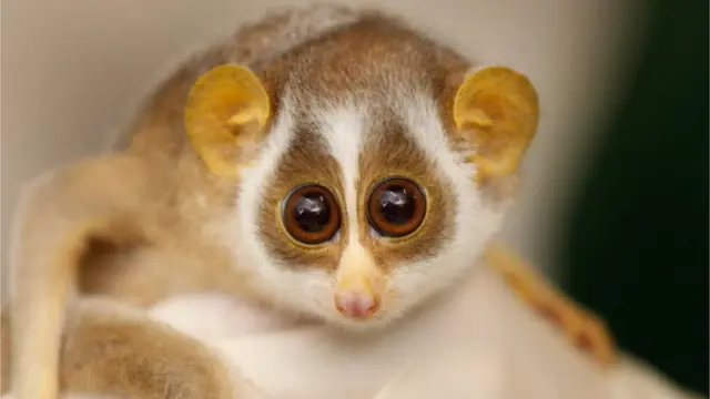 దేవాంగు పిల్లి