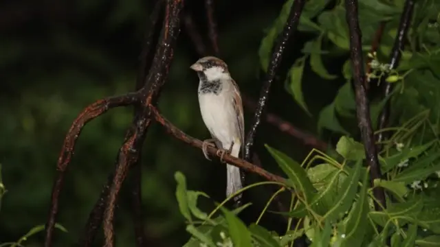 உலக சிட்டுக் குருவிகள் தினம் 2022