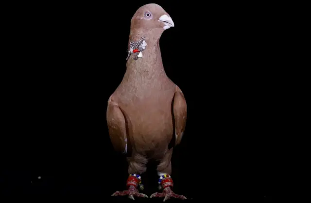 A pigeon, known as Sari Aynali, with an approximate market value of 500 Turkish Lira