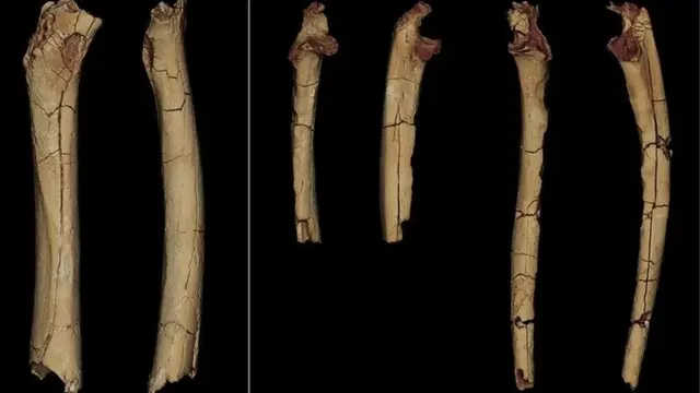 సహేలంత్రోపస్ ట్చాడెన్సిస్