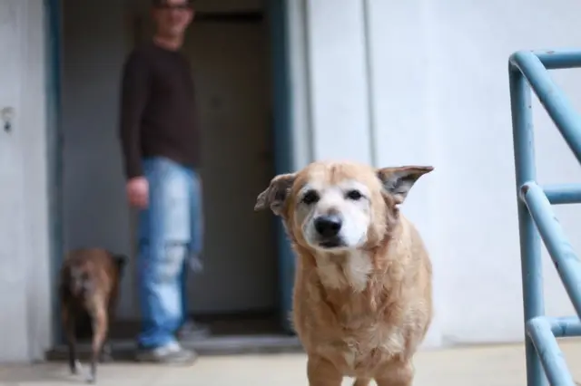 Matjames Metson&#x27;s dog Pikachu