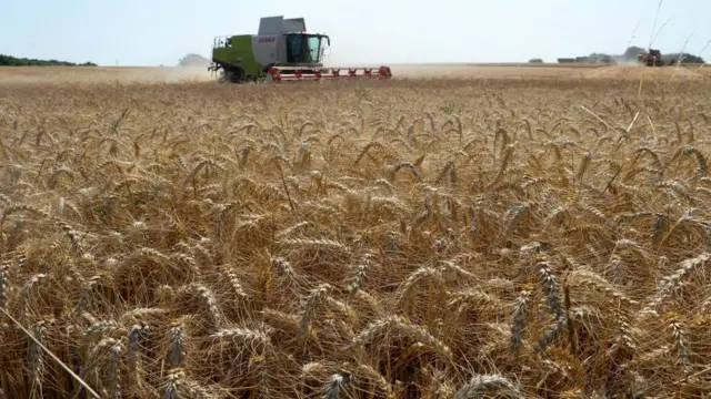 Збір врожаю пшениці