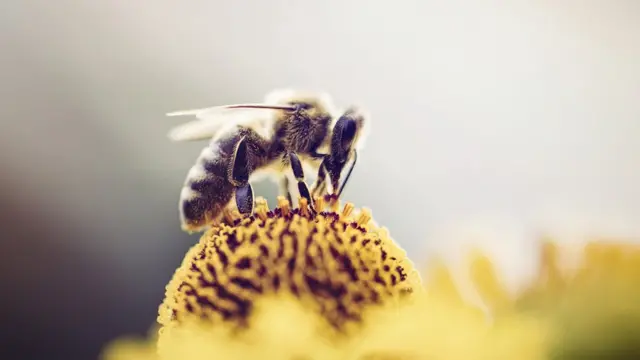 தேன் கலப்படம்