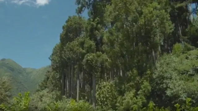 જાપાન ફોરેસ્ટ