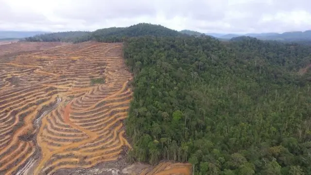 Hutan di Laman Kinipan, Kabupaten Lamandau, Kalimantan Tengah beralih fungsi.
