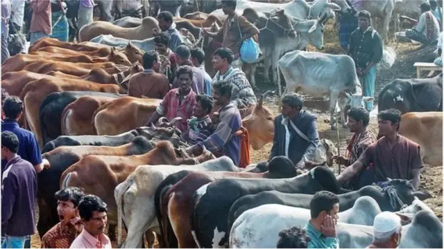 কোরবানির পশুর হাটে ভিড়