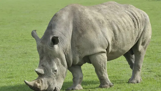 Kenya : le rhinocéros blanc en voie d'extinction