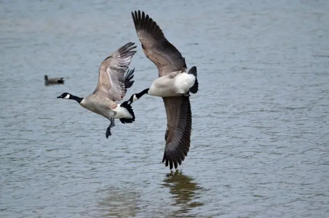أوز كندي يطارد أوزة أخرى في بحيرة كوليدج ليك